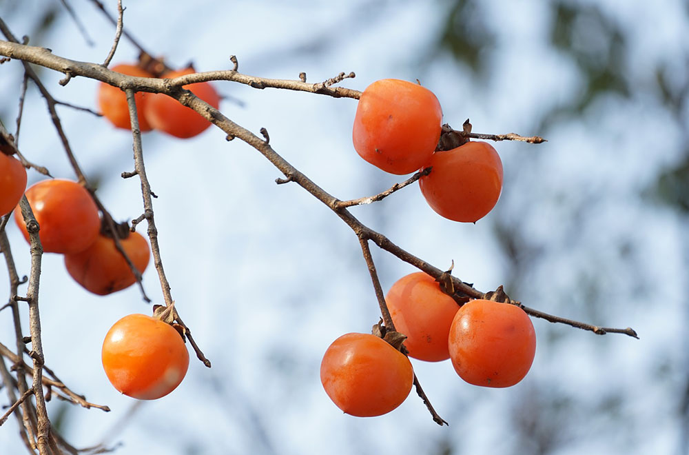 Cachi sull'albero